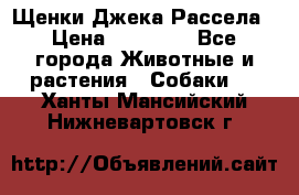 Щенки Джека Рассела › Цена ­ 10 000 - Все города Животные и растения » Собаки   . Ханты-Мансийский,Нижневартовск г.